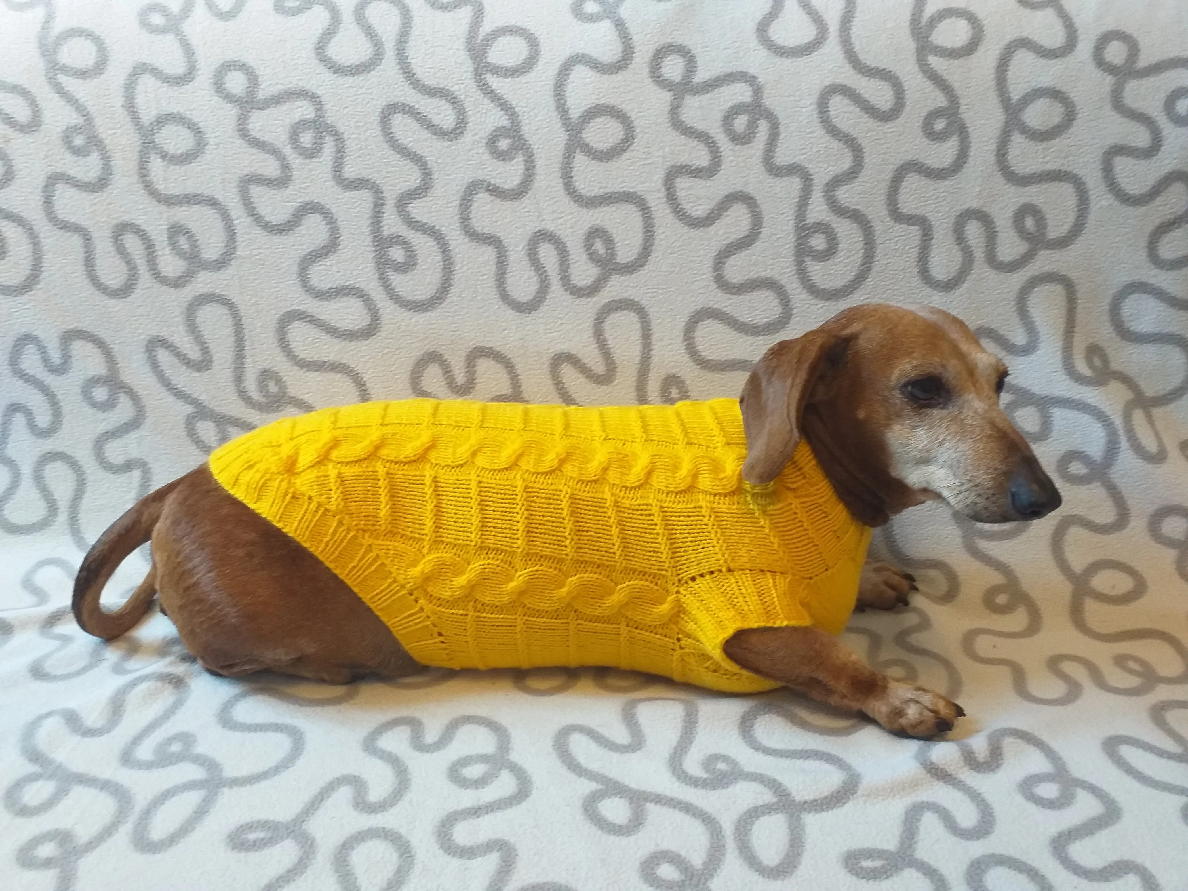 Yellow knitted sweater for dachshund or small dog