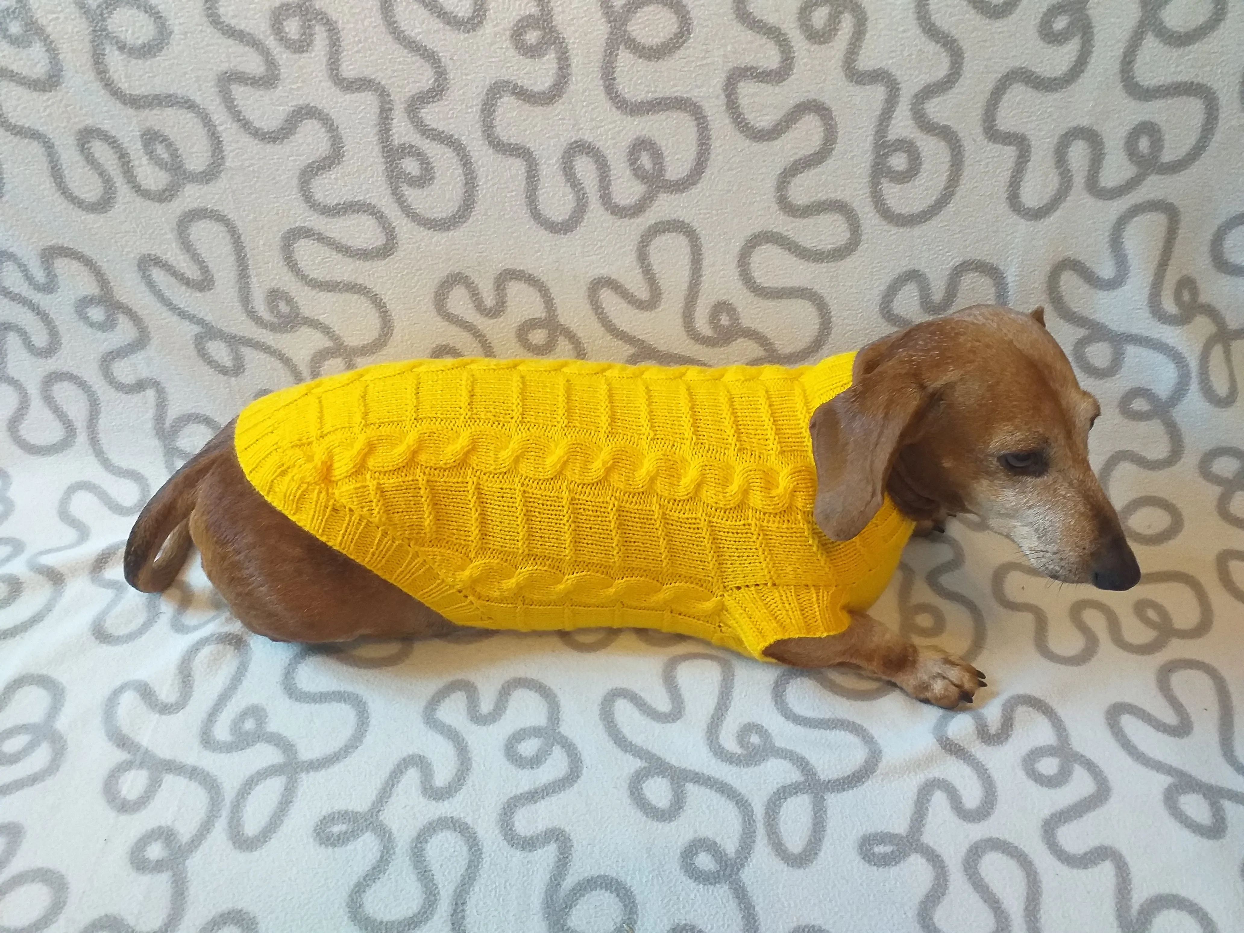 Yellow knitted sweater for dachshund or small dog