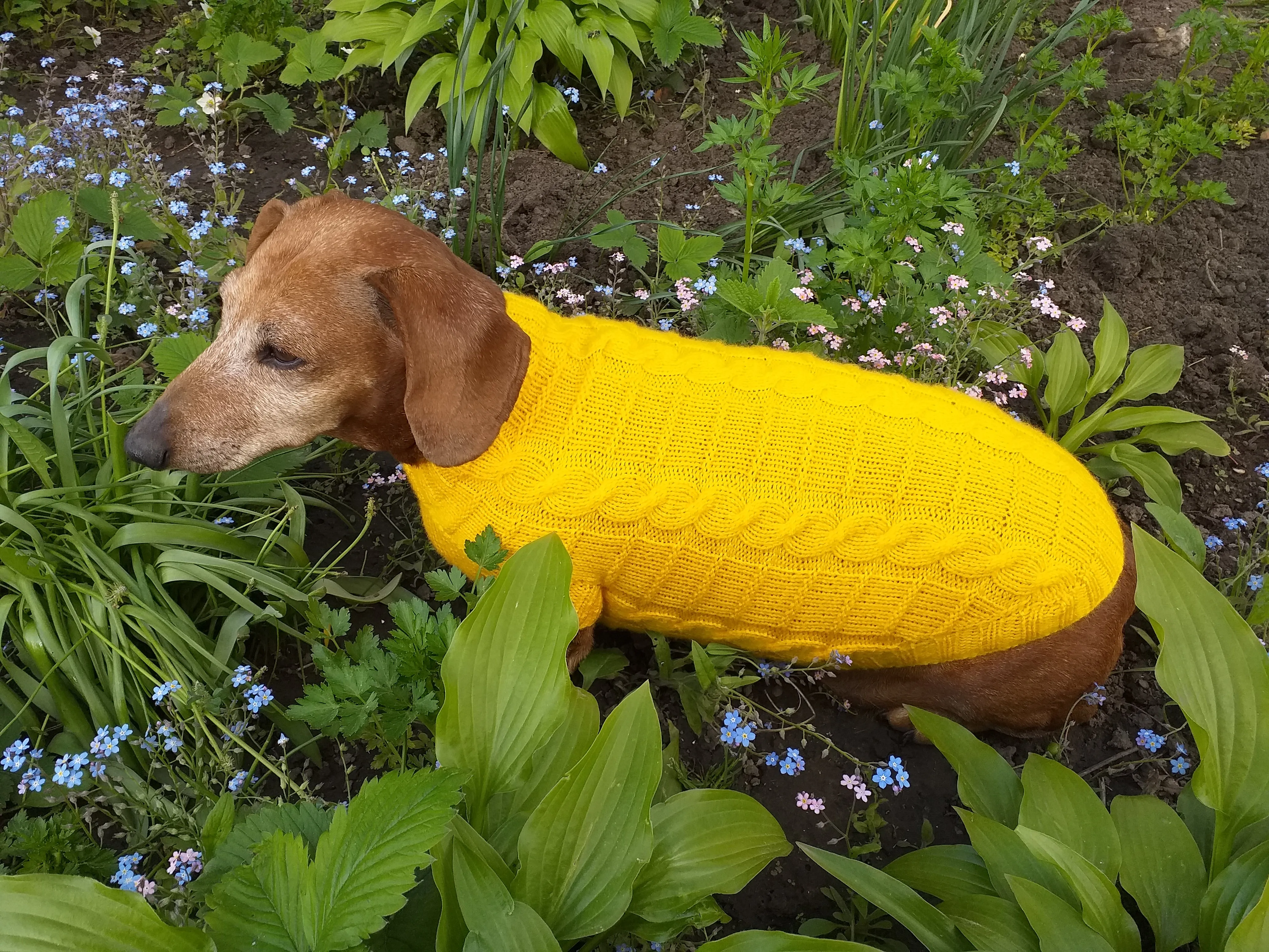 Yellow knitted sweater for dachshund or small dog