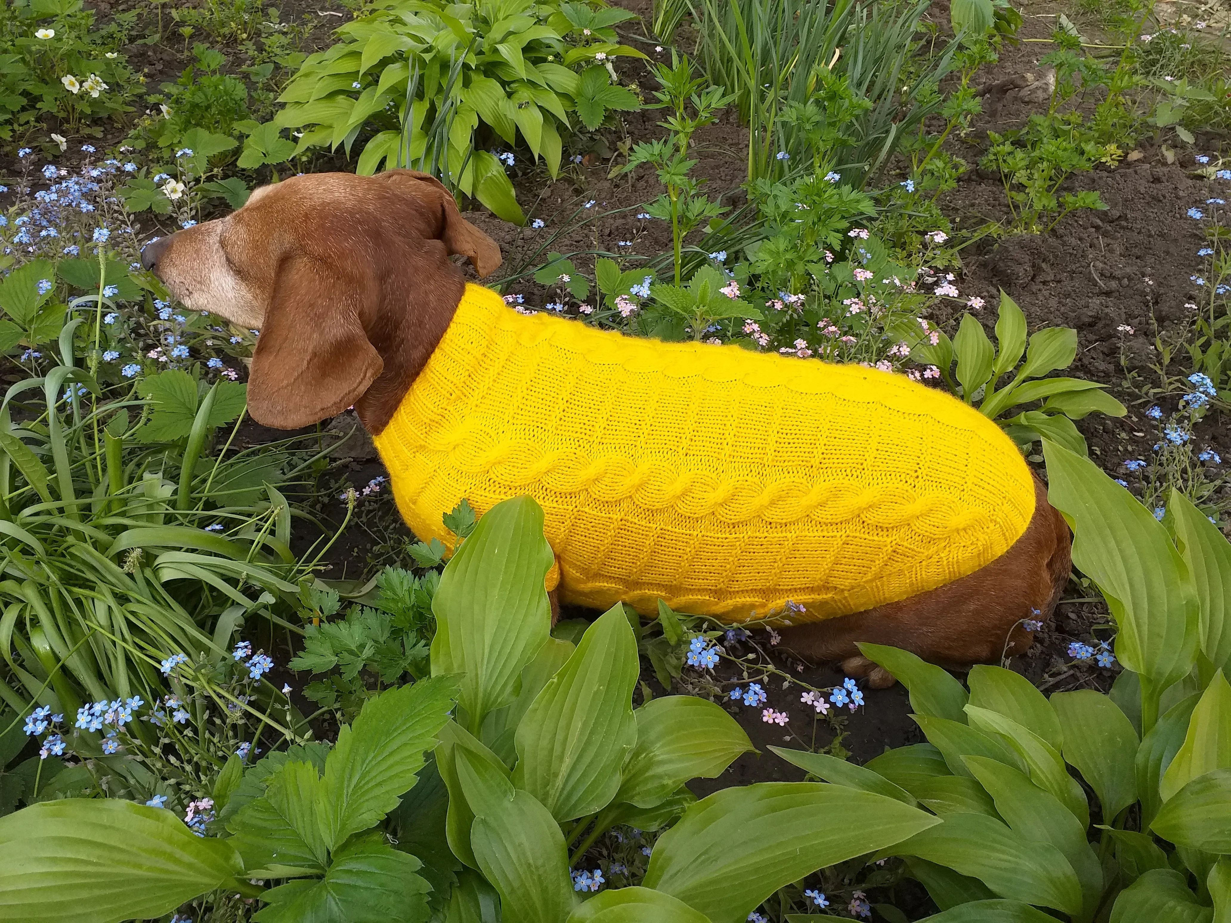 Yellow knitted sweater for dachshund or small dog