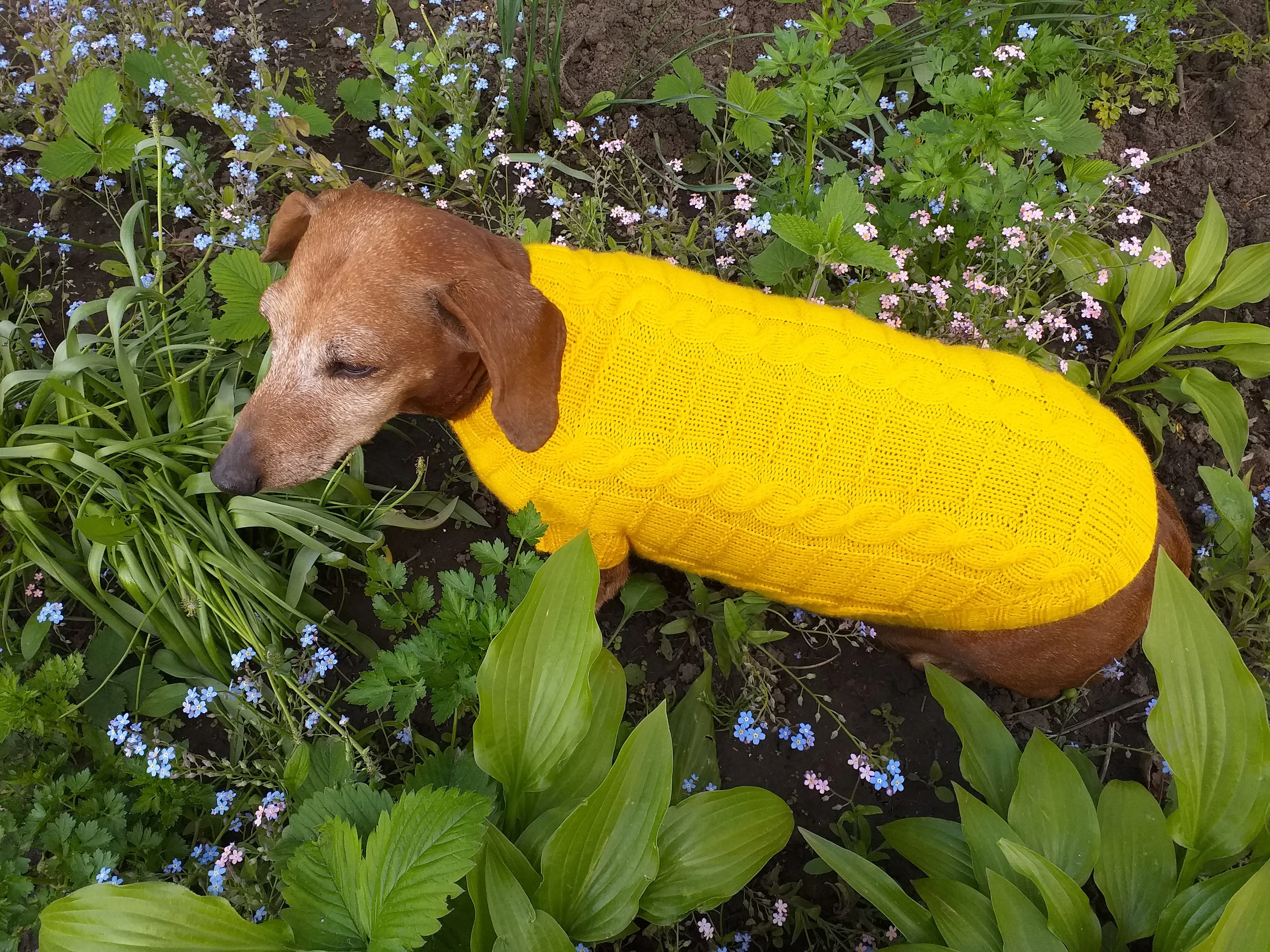 Yellow knitted sweater for dachshund or small dog