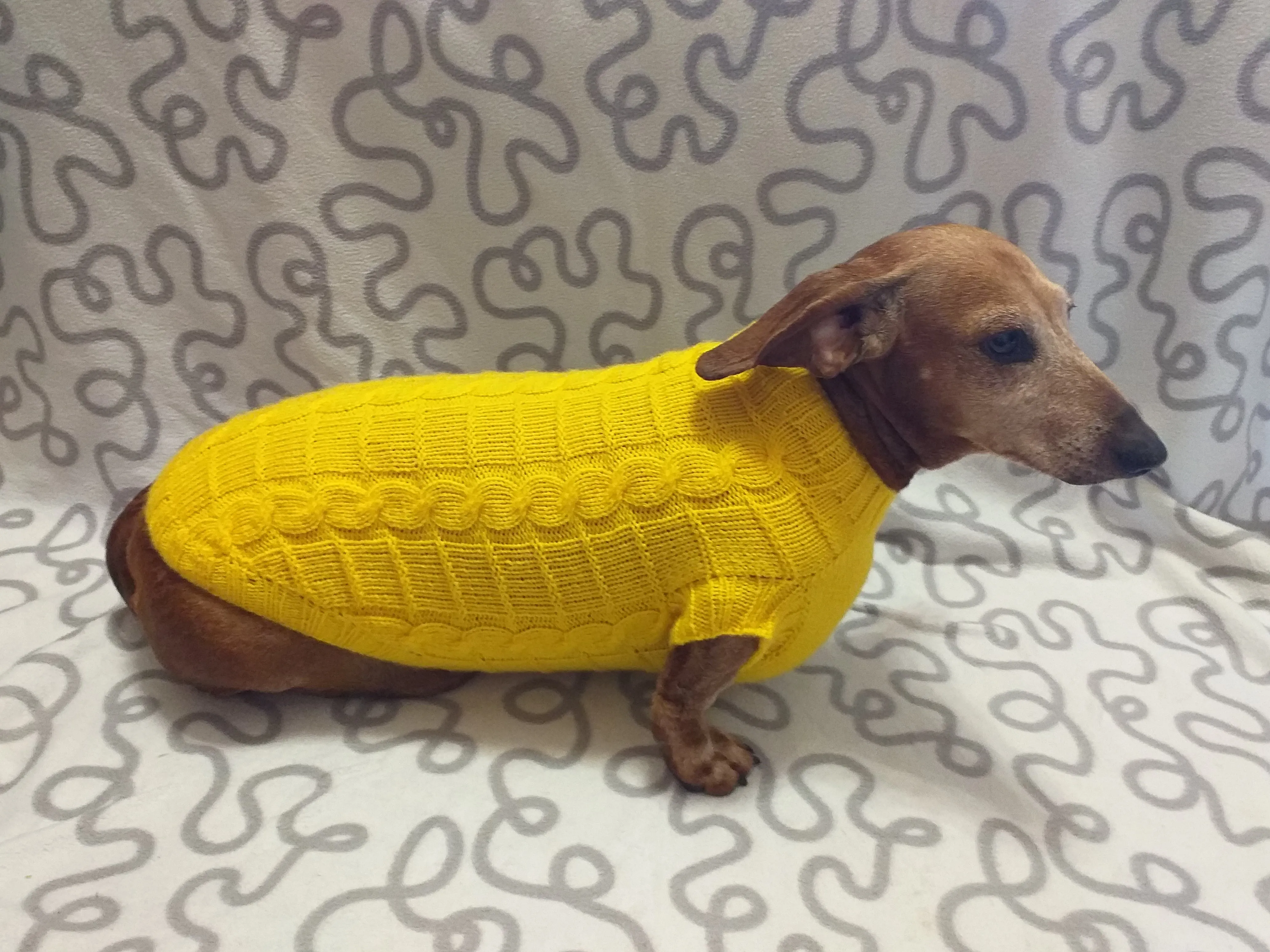 Yellow knitted sweater for dachshund or small dog