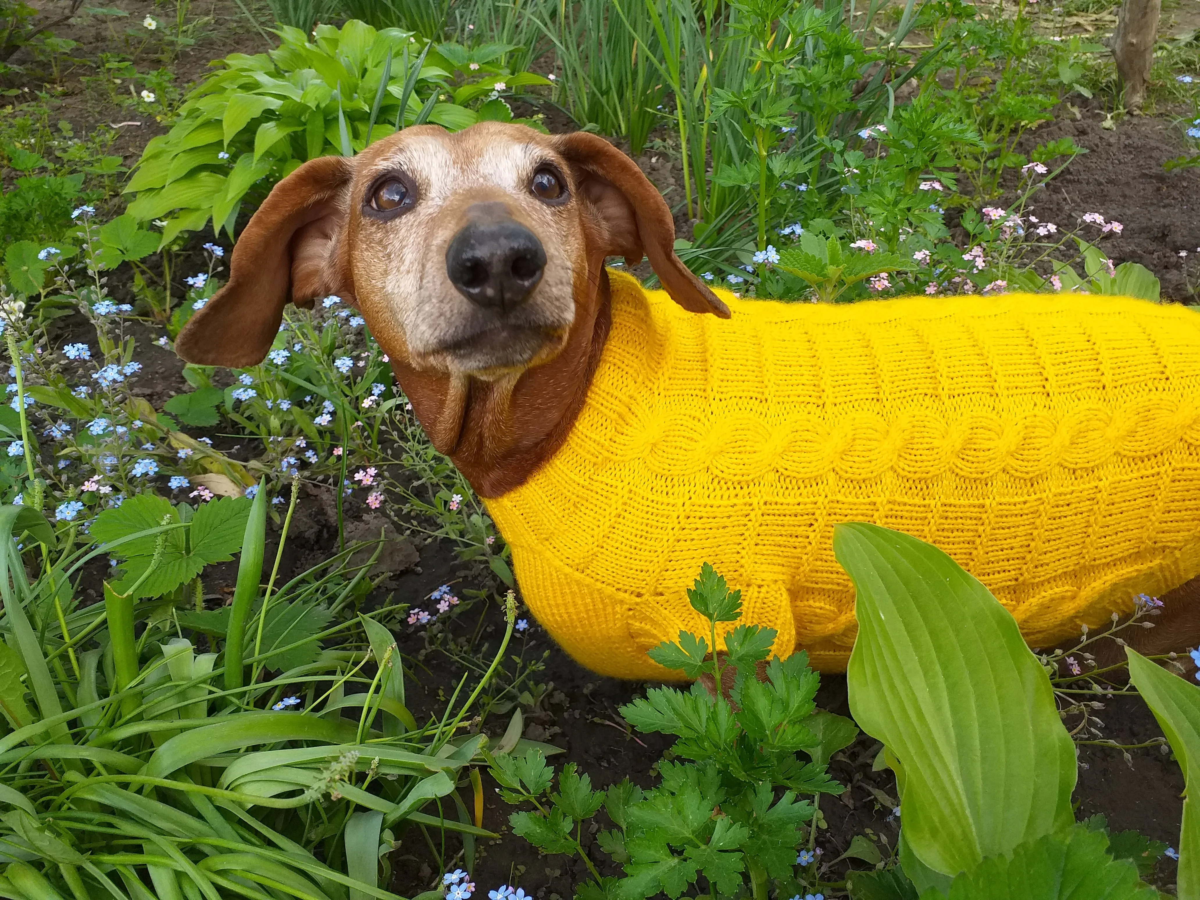 Yellow knitted sweater for dachshund or small dog