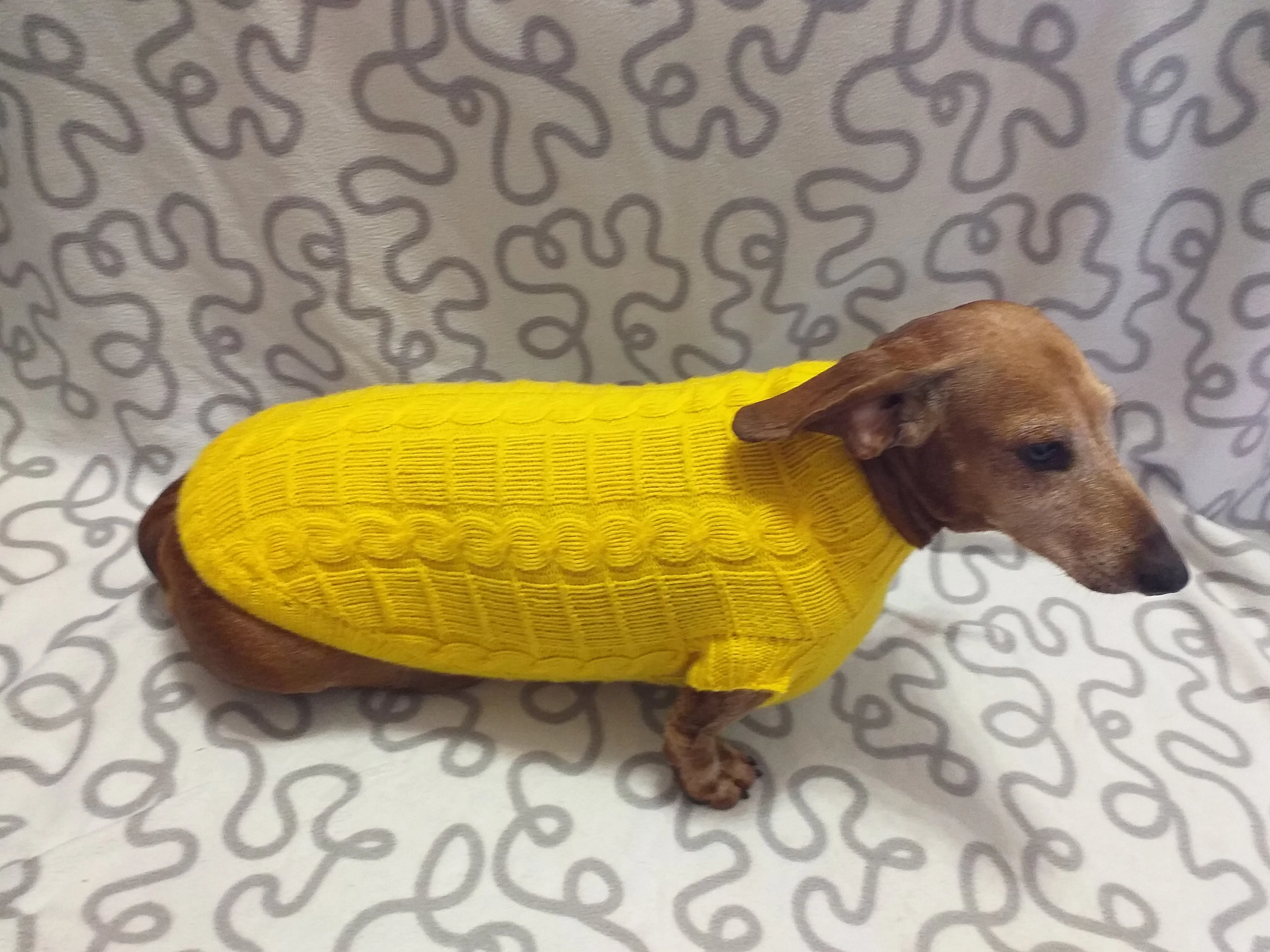 Yellow knitted sweater for dachshund or small dog