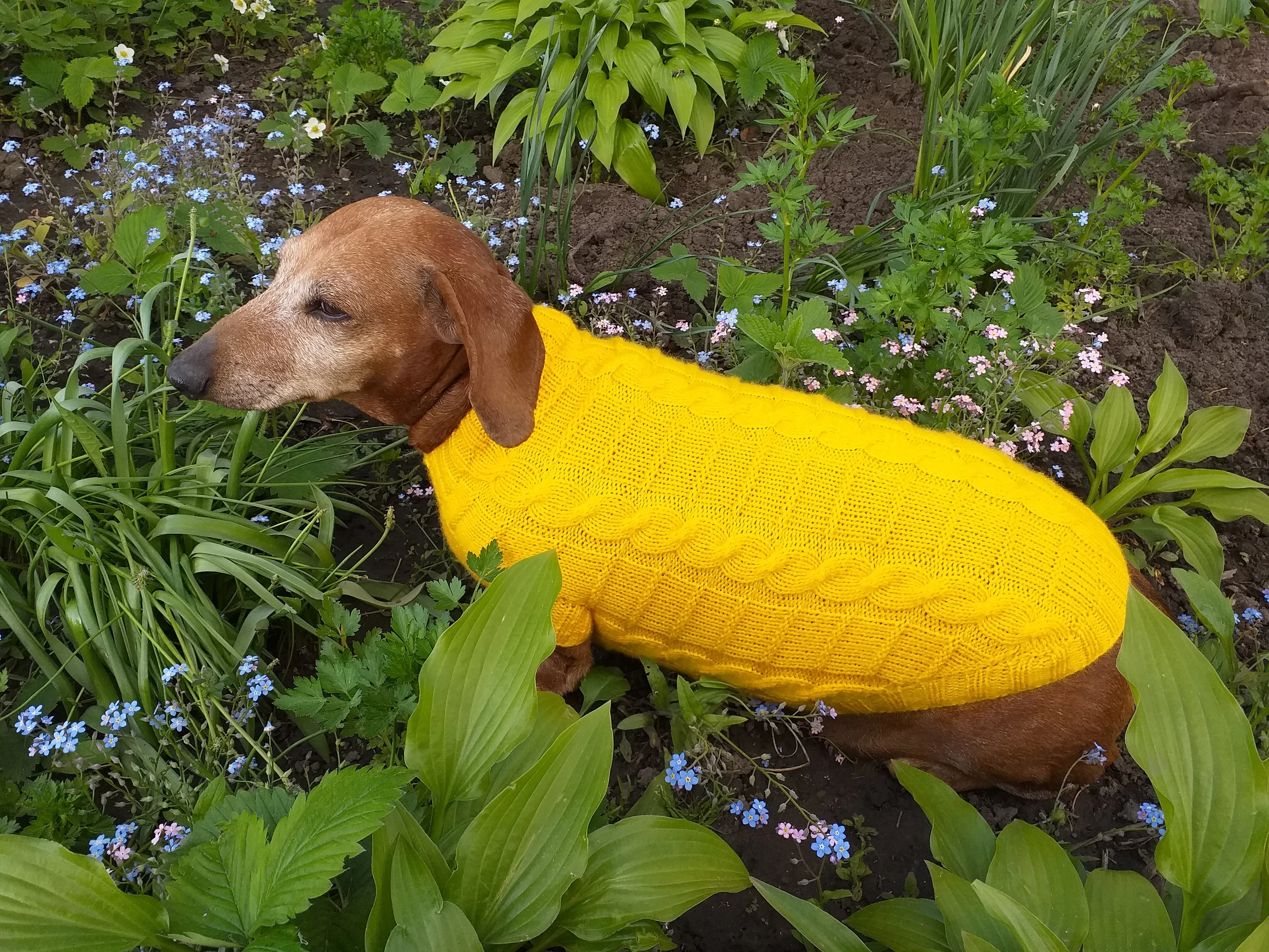 Yellow knitted sweater for dachshund or small dog