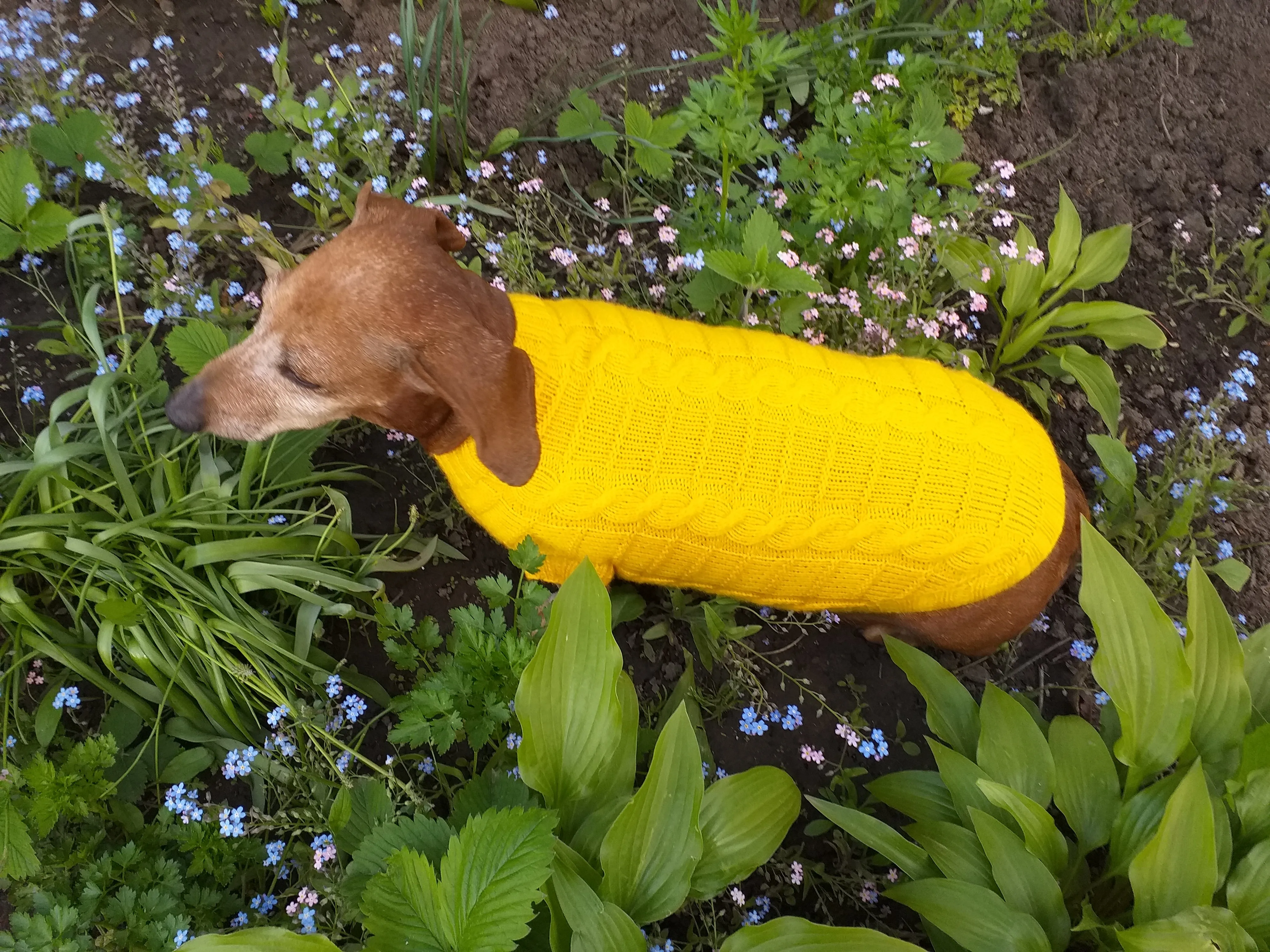 Yellow knitted sweater for dachshund or small dog