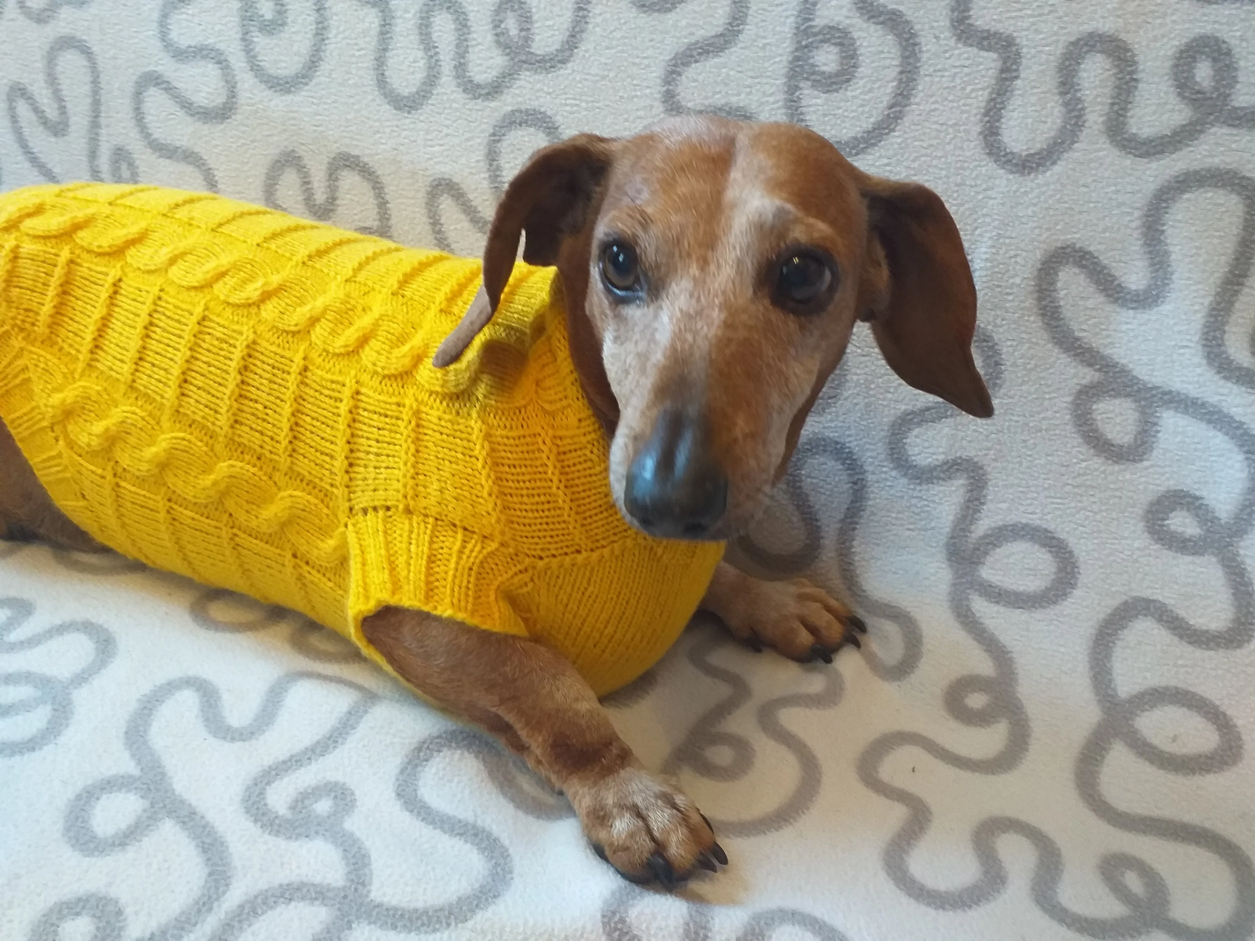 Yellow knitted sweater for dachshund or small dog