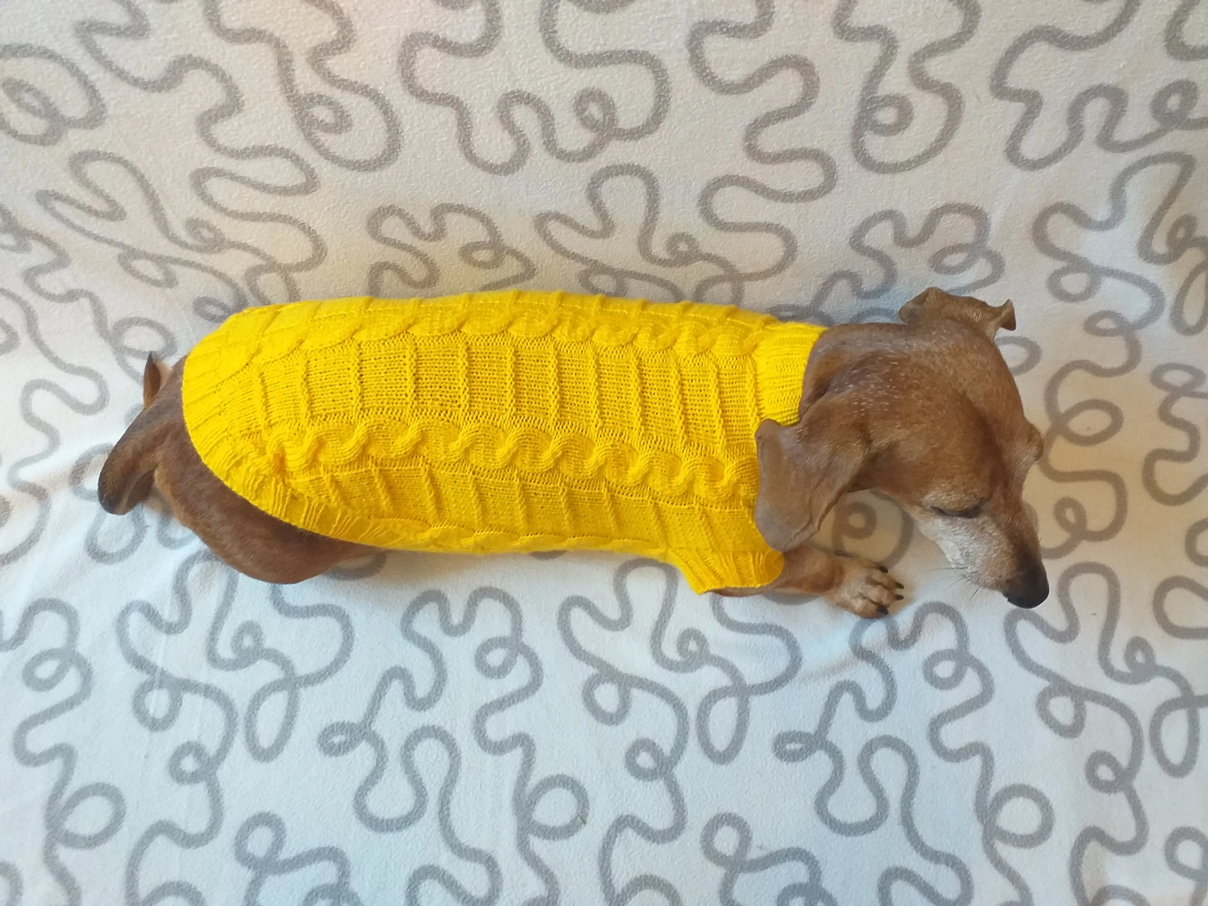 Yellow knitted sweater for dachshund or small dog