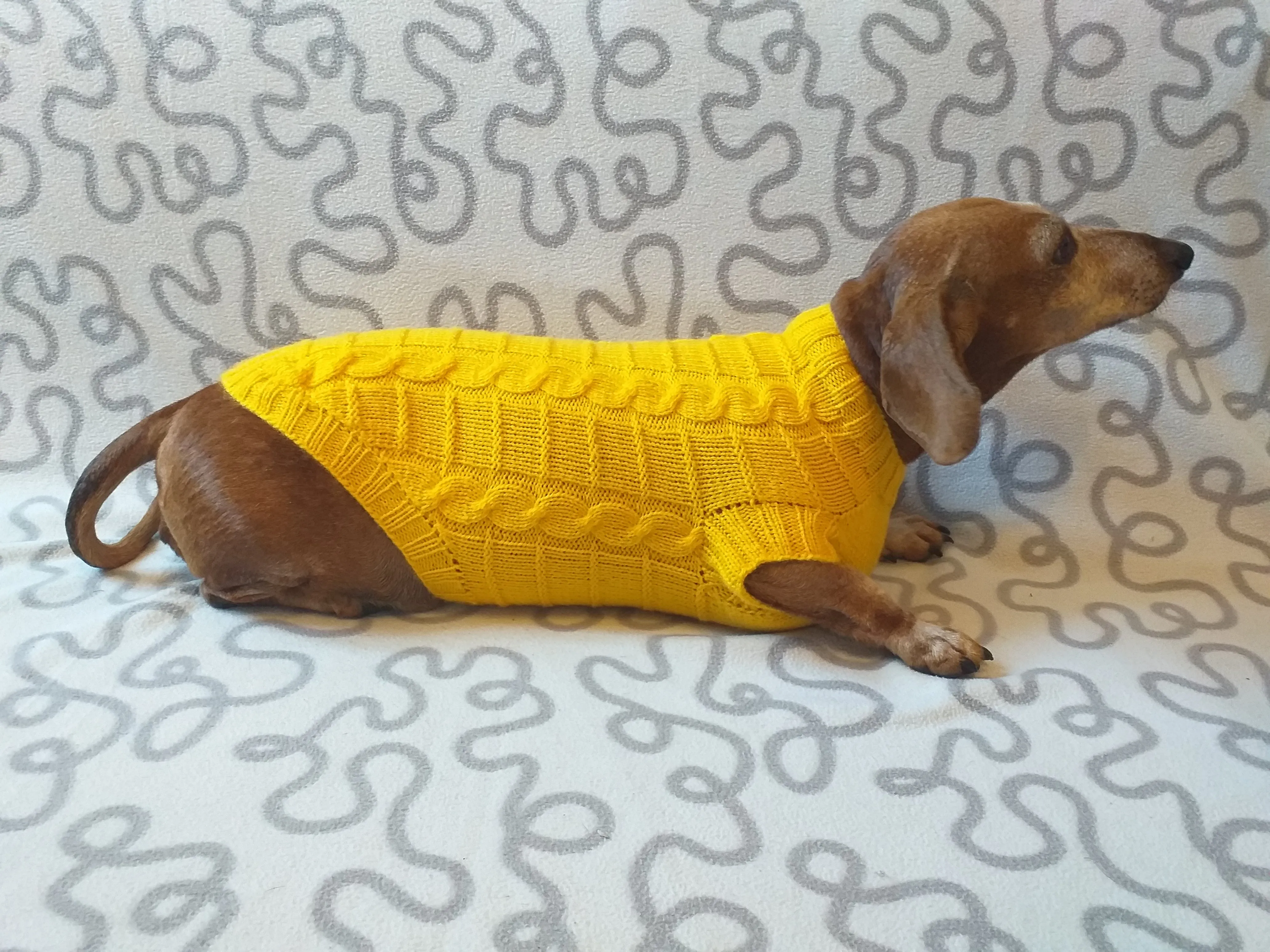 Yellow knitted sweater for dachshund or small dog