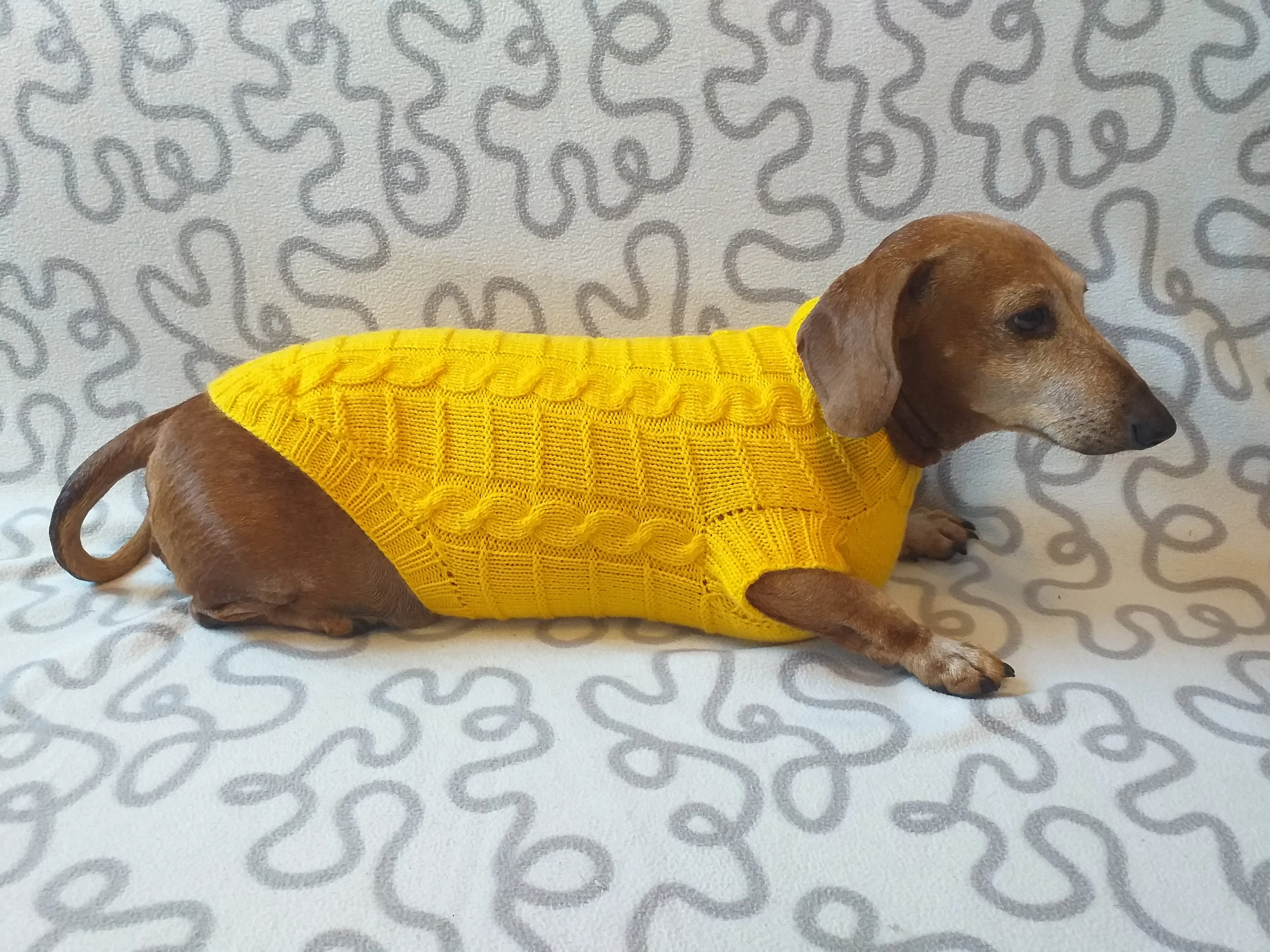 Yellow knitted sweater for dachshund or small dog