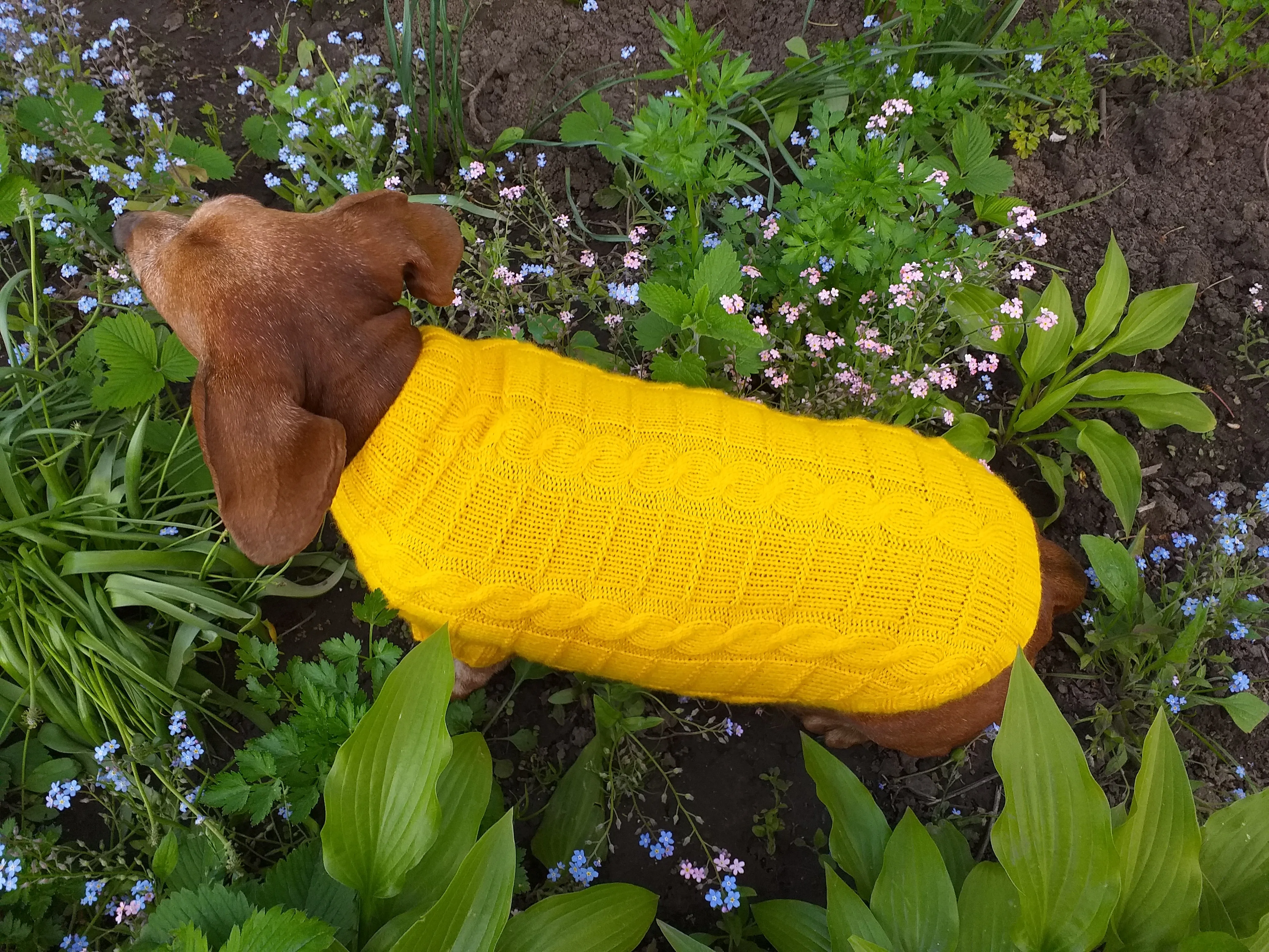 Yellow knitted sweater for dachshund or small dog