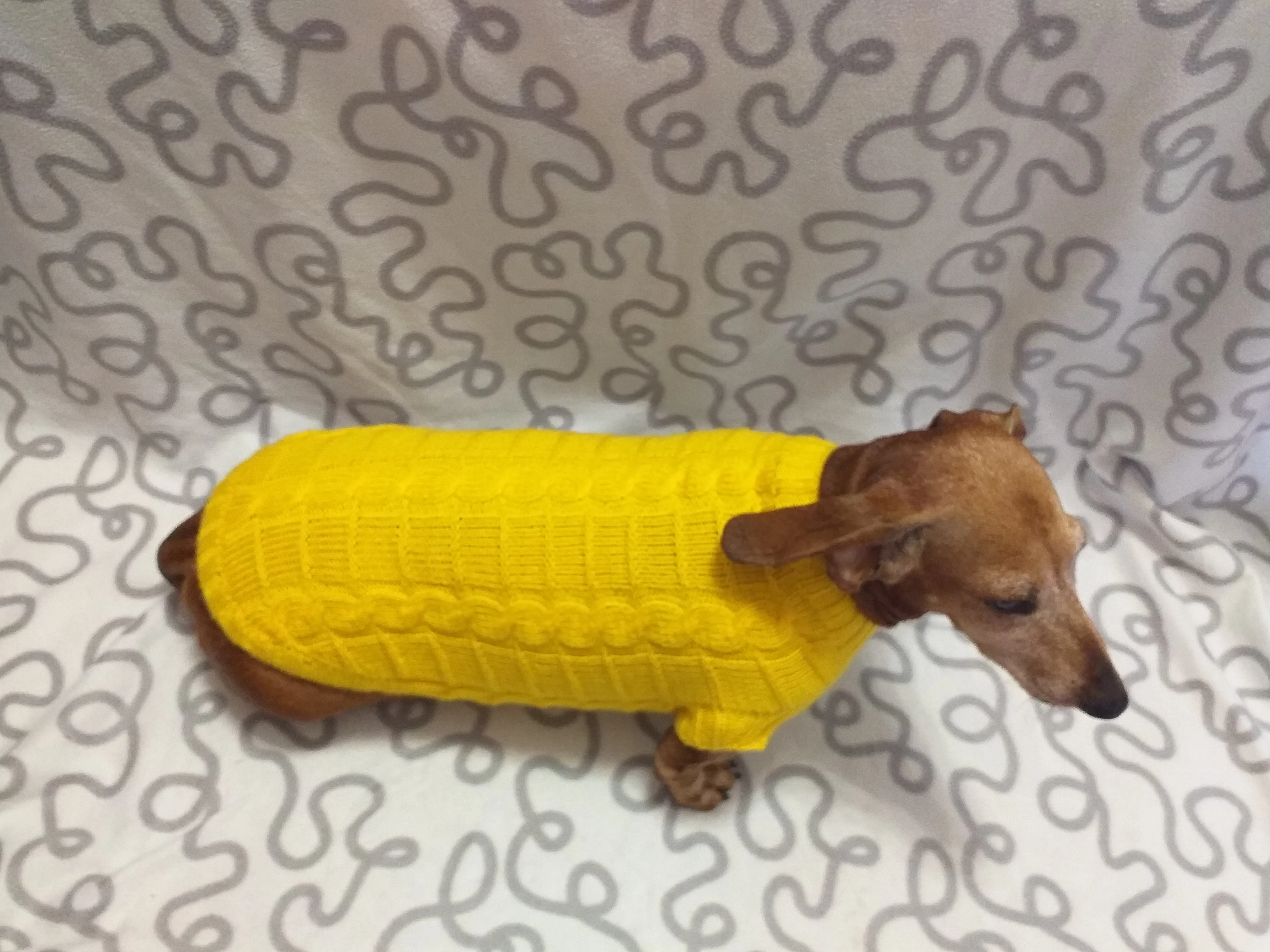 Yellow knitted sweater for dachshund or small dog