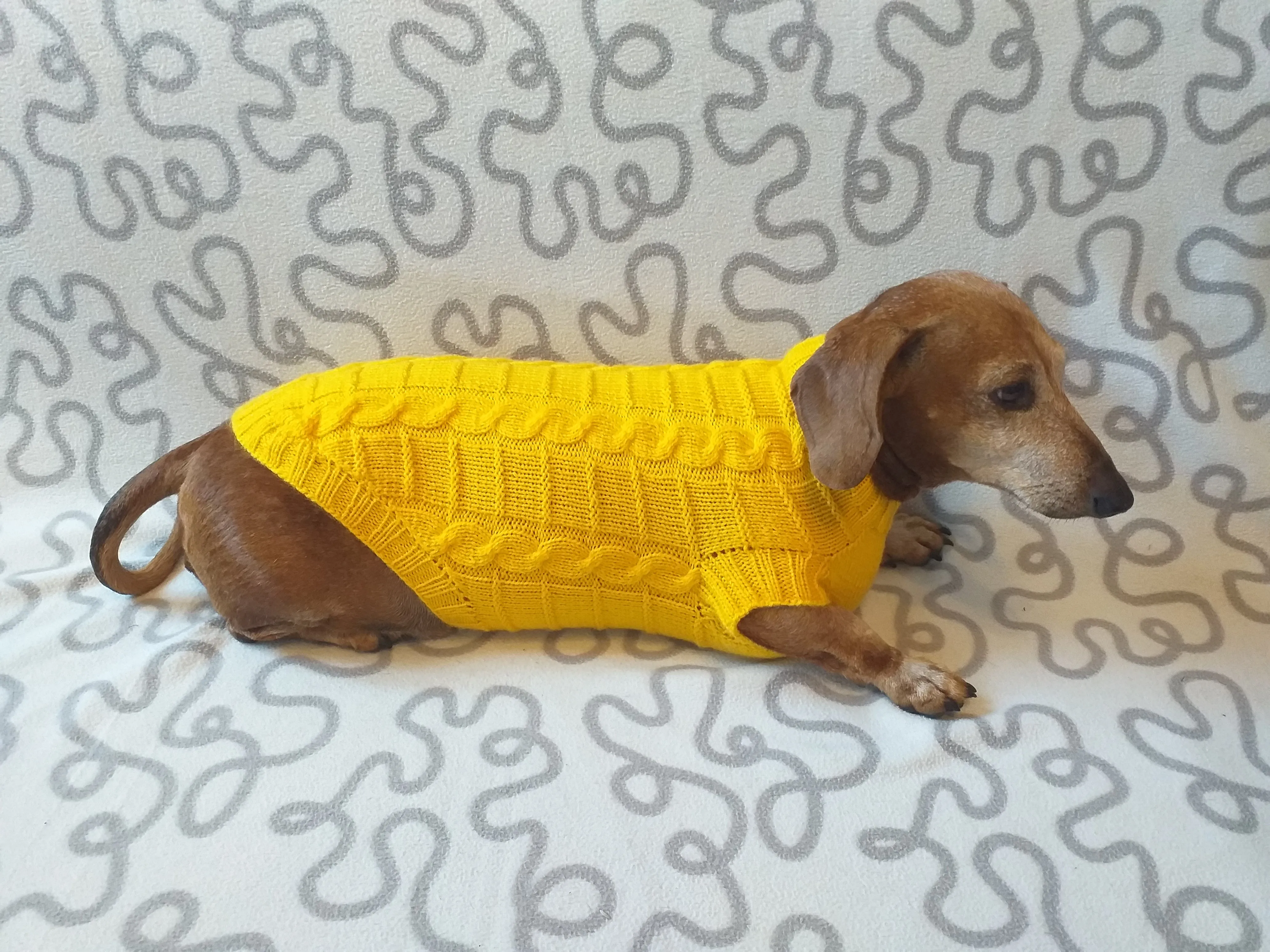 Yellow knitted sweater for dachshund or small dog