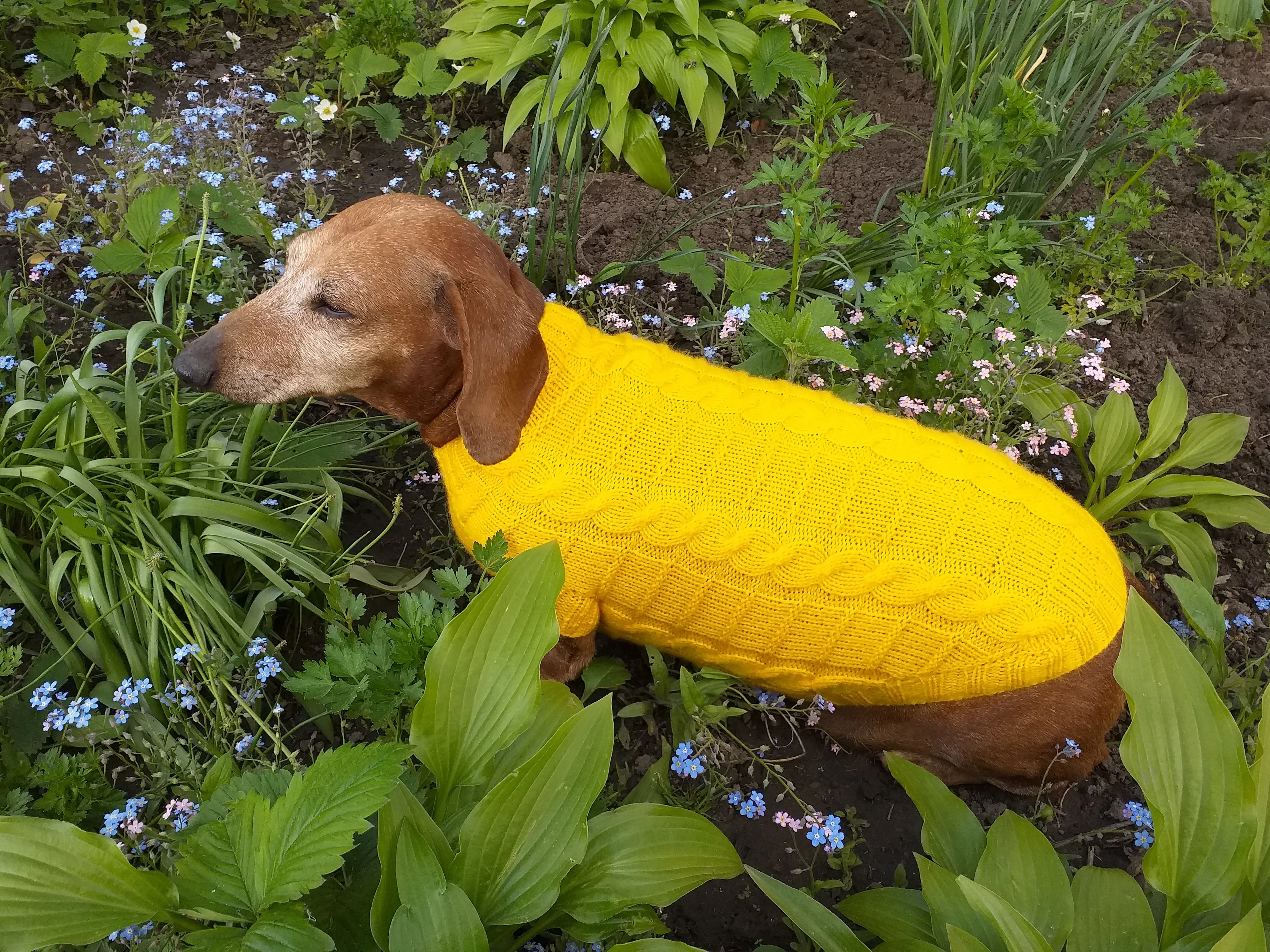 Yellow knitted sweater for dachshund or small dog